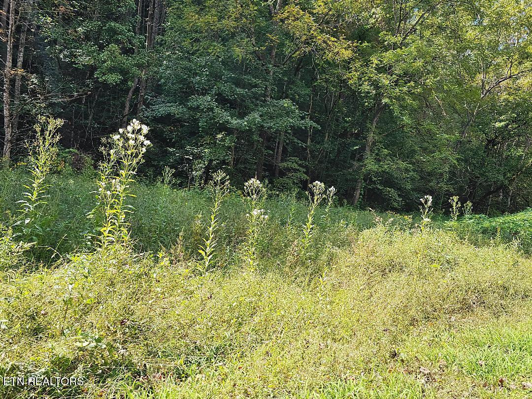 73.87-ac Mill Hollow Road Tazewell, TN 37879 - Photo 10 of 35 pic15