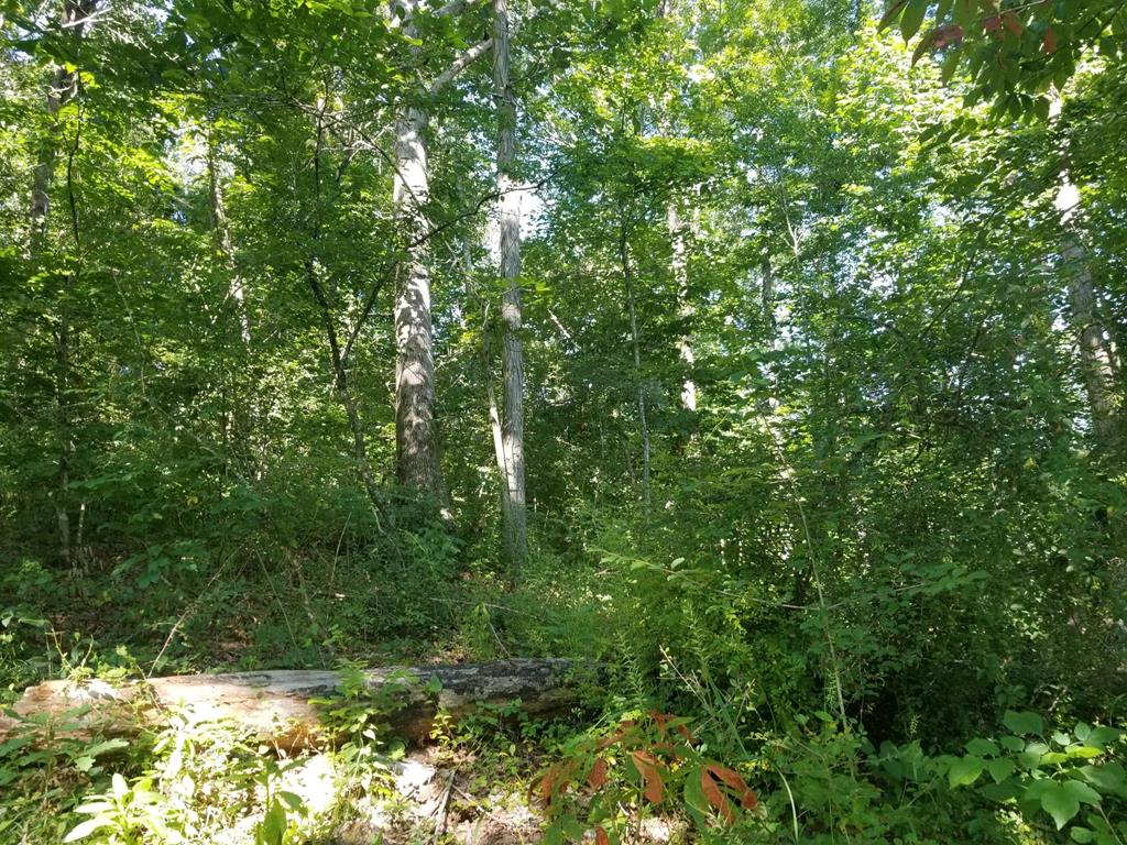 Tbd Sunset River Road Ceres, VA 24318 - Photo 2 of 7 Gallery Image 2