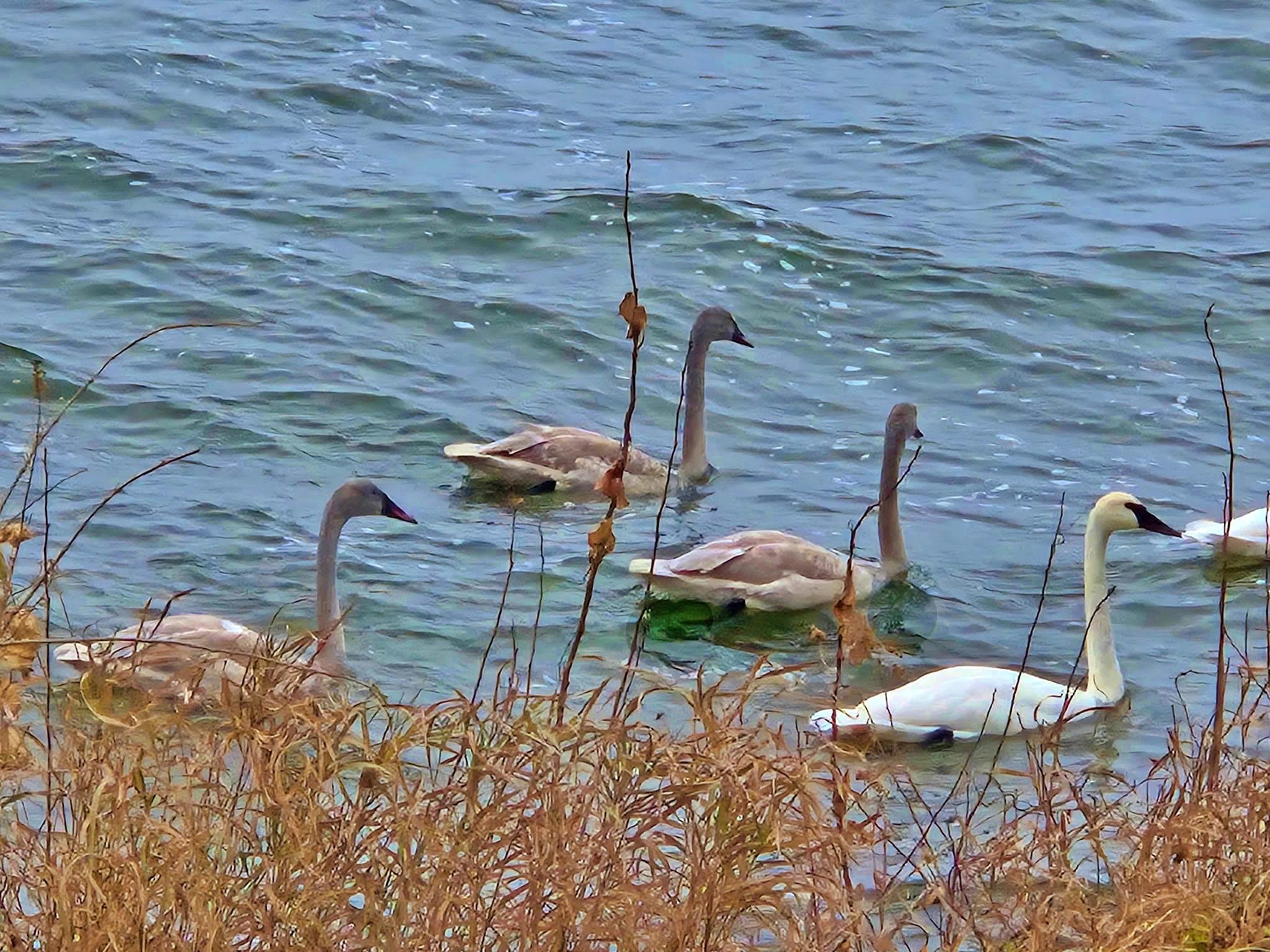 44461 Conifer Street Aitkin, MN 56431 - Photo 35 of 38