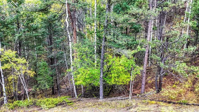 a view of a yard with plants and large trees