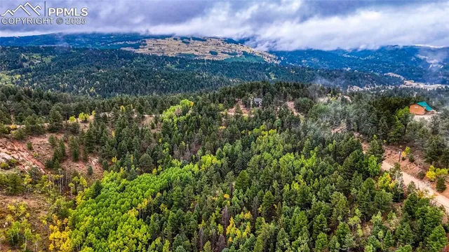 a view of a bunch of trees and bushes