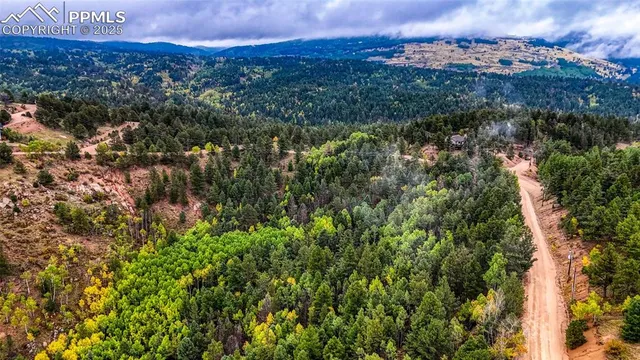 a view of a yard with plants and large trees