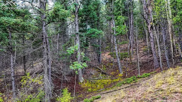 a view of a garden with a tree