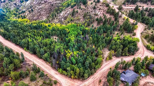 a view of a forest filled with trees