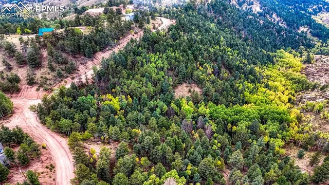 a view of a dry yard with trees