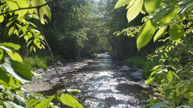 a view of a tree with plants