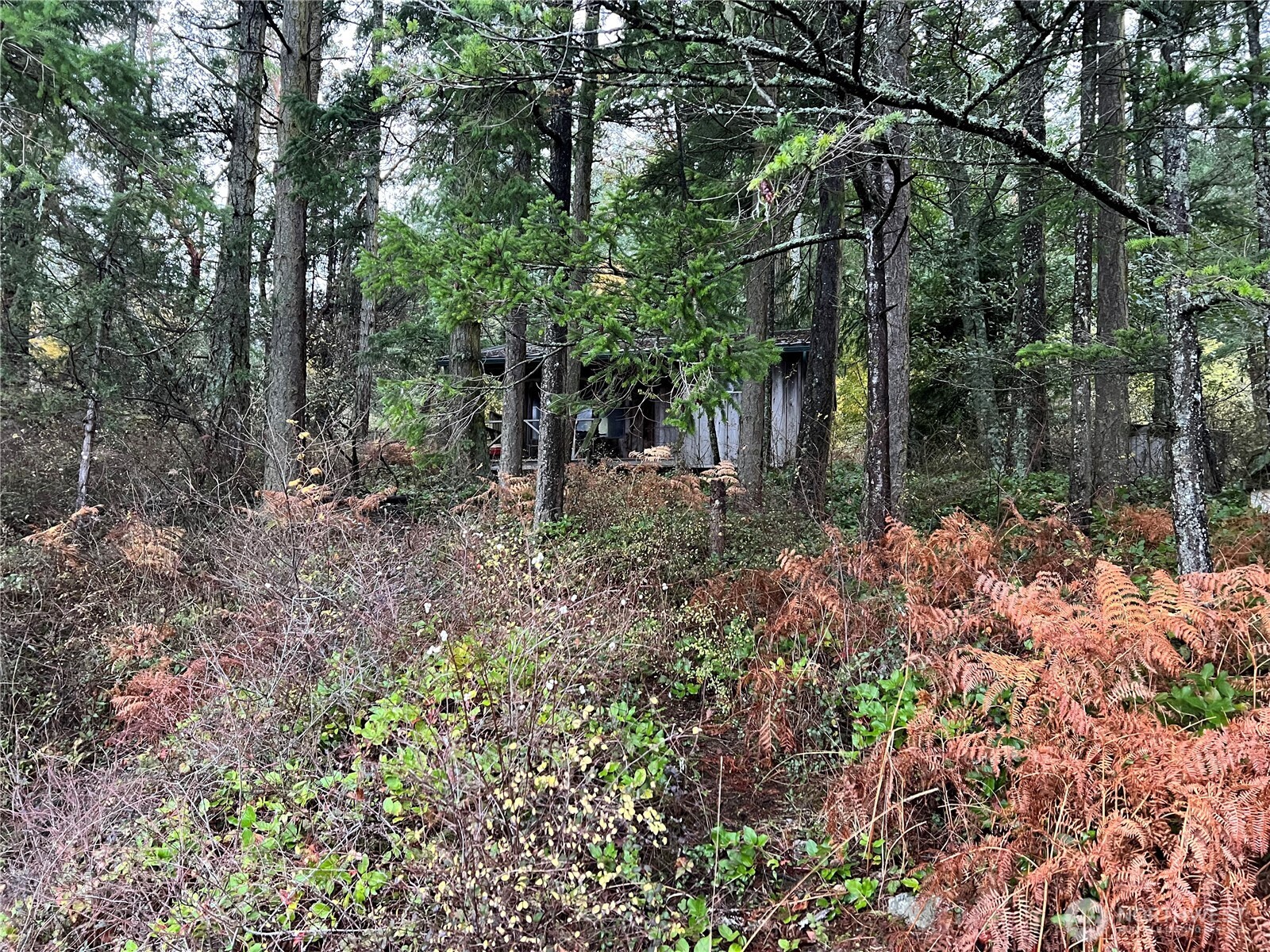 3521 Deer Harbor Road Orcas Island, WA 98243 - Photo 14 of 14 a view of a backyard with plants and large trees