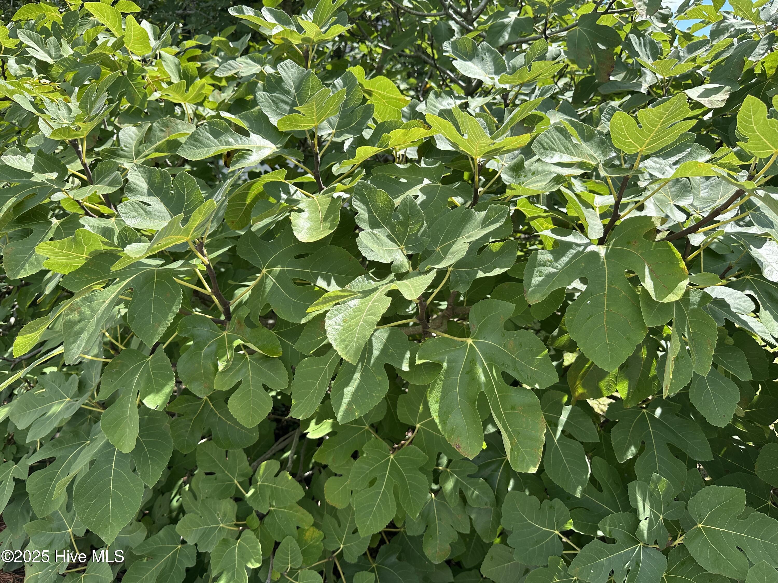 645 Island View Road Bath, NC 27808 - Photo 61 of 62 Fig Bush next to Garage