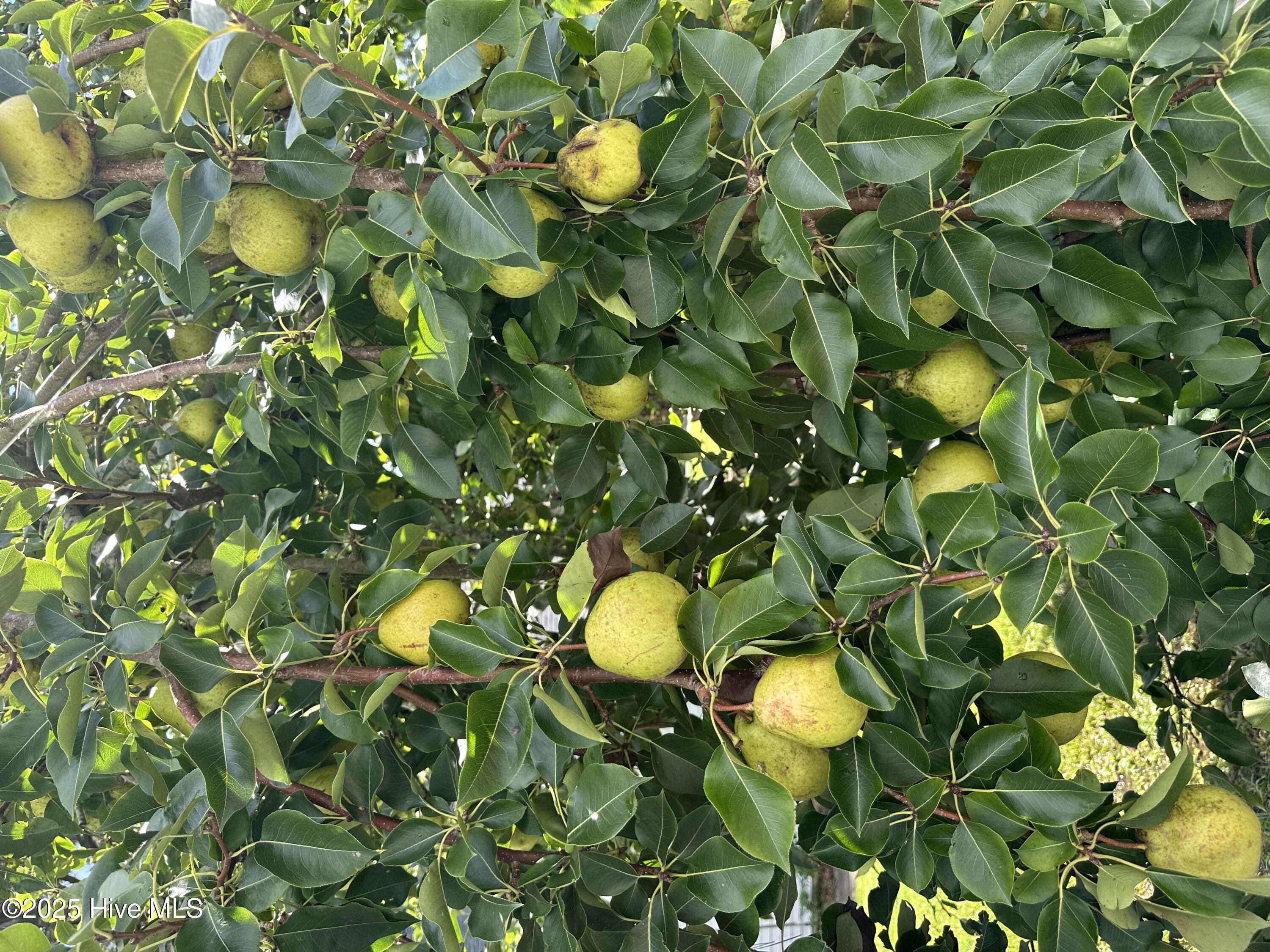 645 Island View Road Bath, NC 27808 - Photo 62 of 62 Pear Tree next to Garage