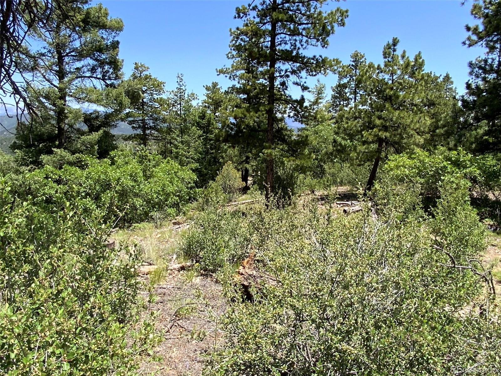 0 Peak View Ridge Canon City, CO 81212 - Photo 31 of 43 a view of a forest with a tree