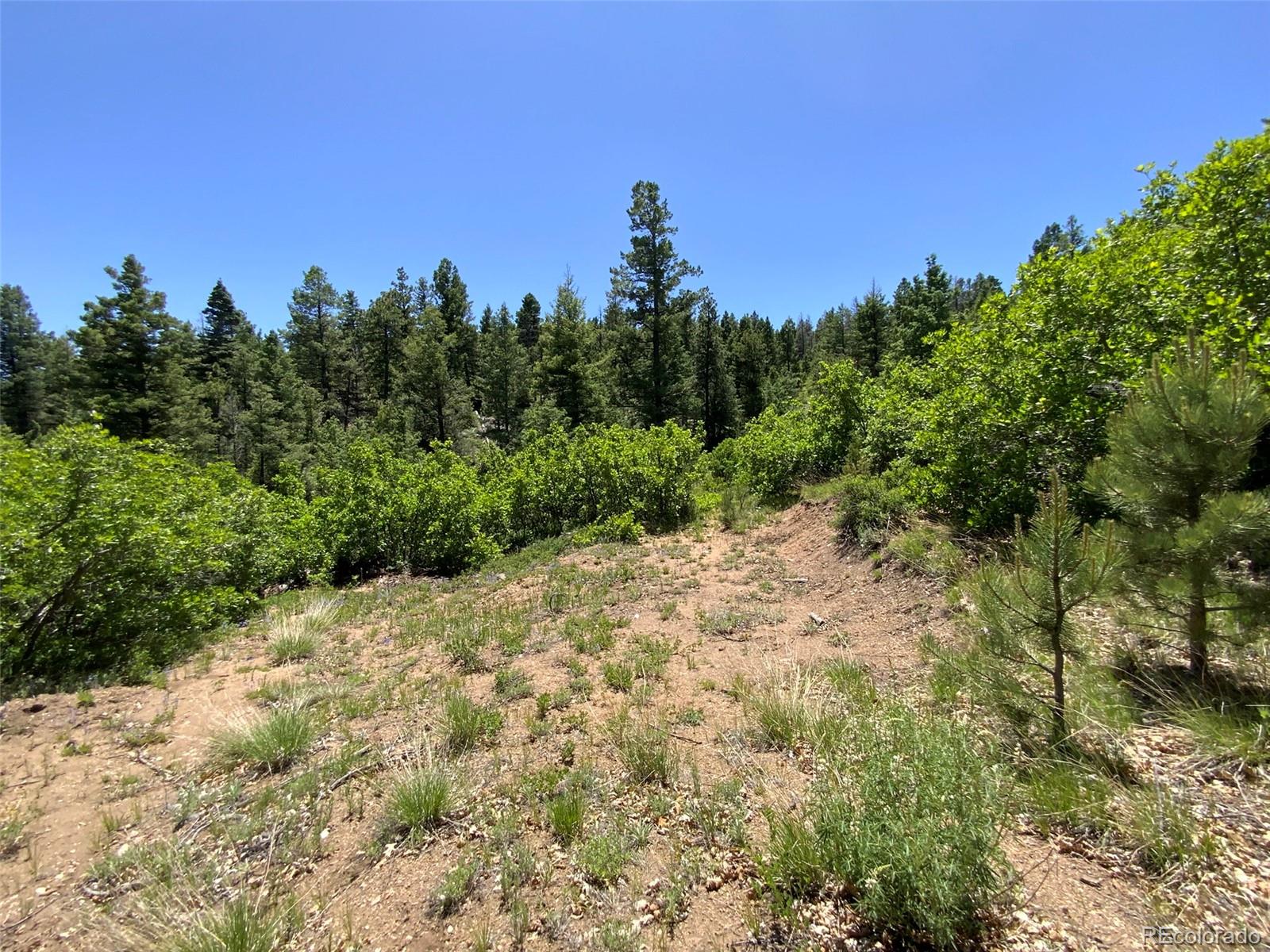 0 Peak View Ridge Canon City, CO 81212 - Photo 40 of 43 a view of a forest with a tree in the background
