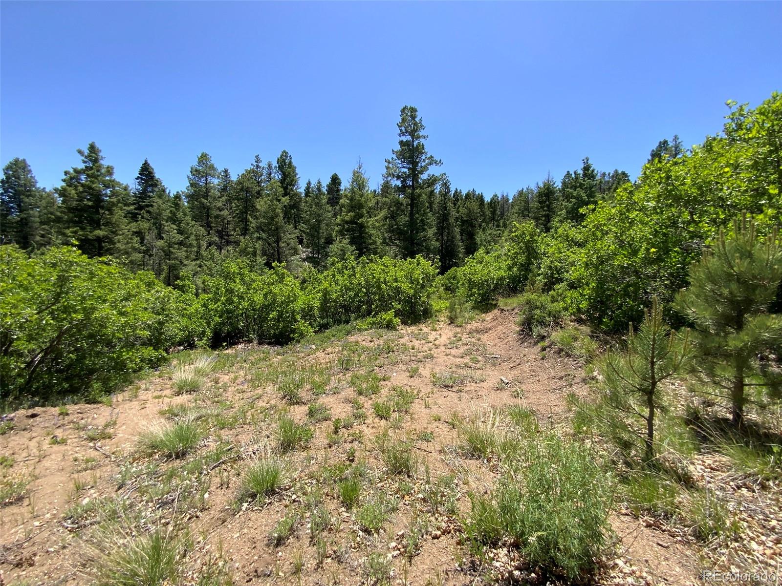 0 Peak View Ridge Canon City, CO 81212 - Photo 41 of 43 a view of a large yard with a large tree and a plants