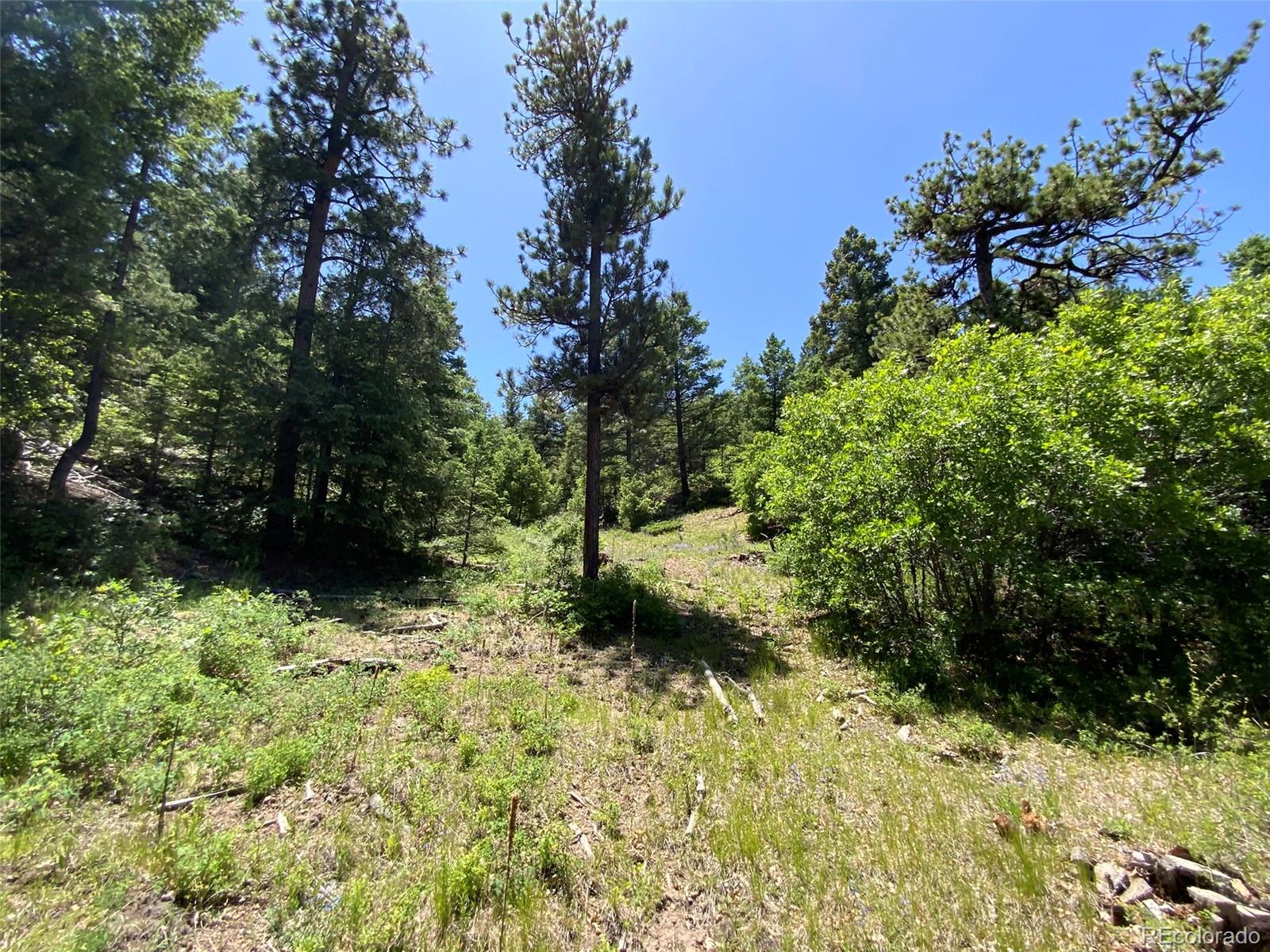 0 Peak View Ridge Canon City, CO 81212 - Photo 43 of 43 a view of a yard with plants and large trees