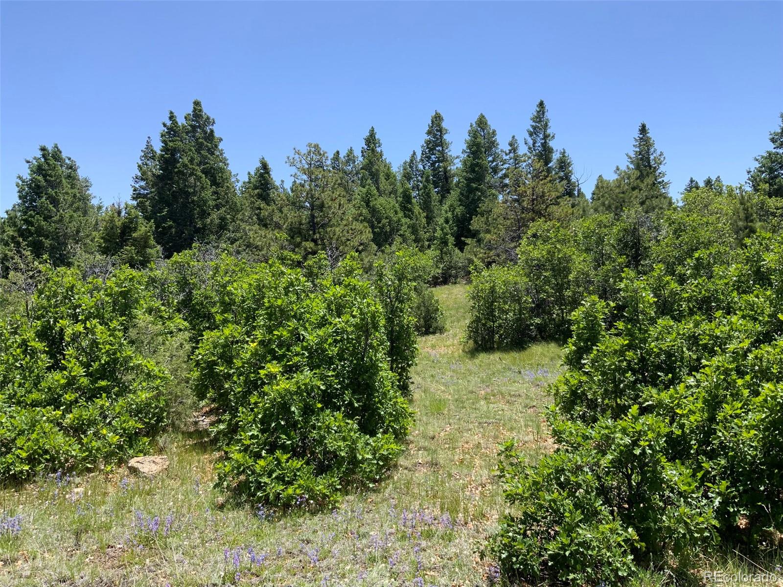 0 Peak View Ridge Canon City, CO 81212 - Photo 5 of 43 a view of a garden with trees in the background
