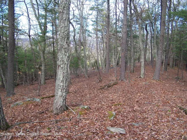 a view of a forest with trees in the background