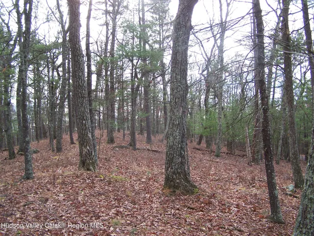 a view of a forest with trees in the background