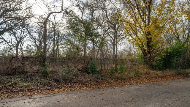 a view of a forest with trees in front of it