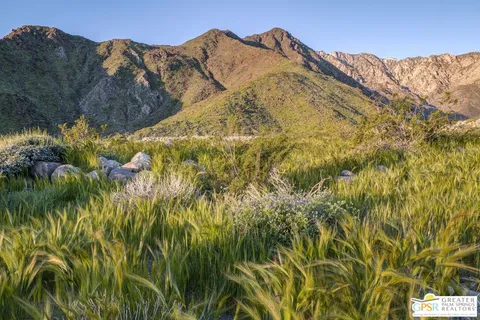 a view of a large tree with plants in front of it