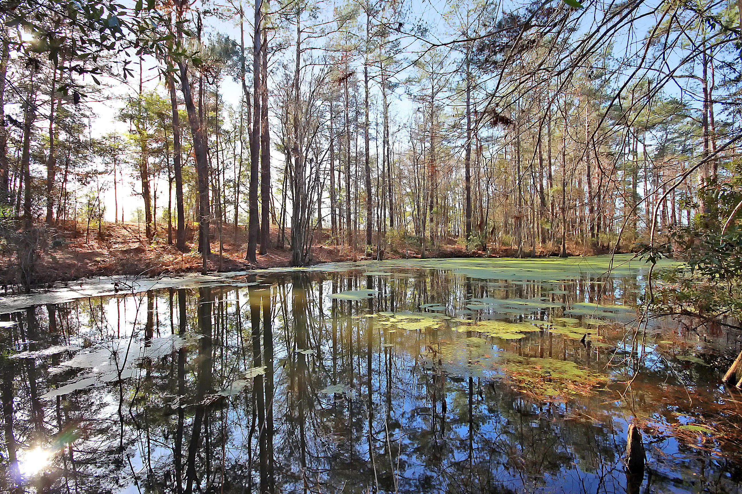 1 Scott Lake Road Summerton, SC 29148 - Photo 4 of 20 IMG_1735 copy