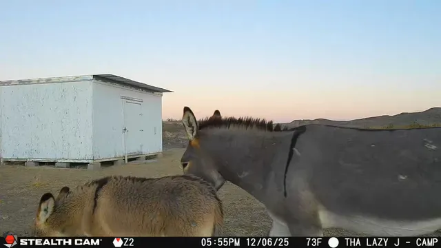 $270,000 | Tbd Tbd Mailbox Road, Alpine, TX 79830