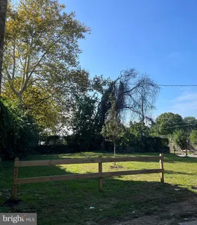 a park with tall trees