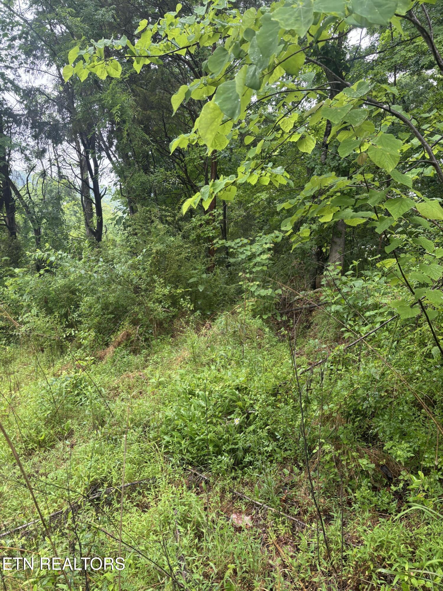 Morrell Springs Road Newport, TN 37821 - Photo 15 of 18 IMG_0080