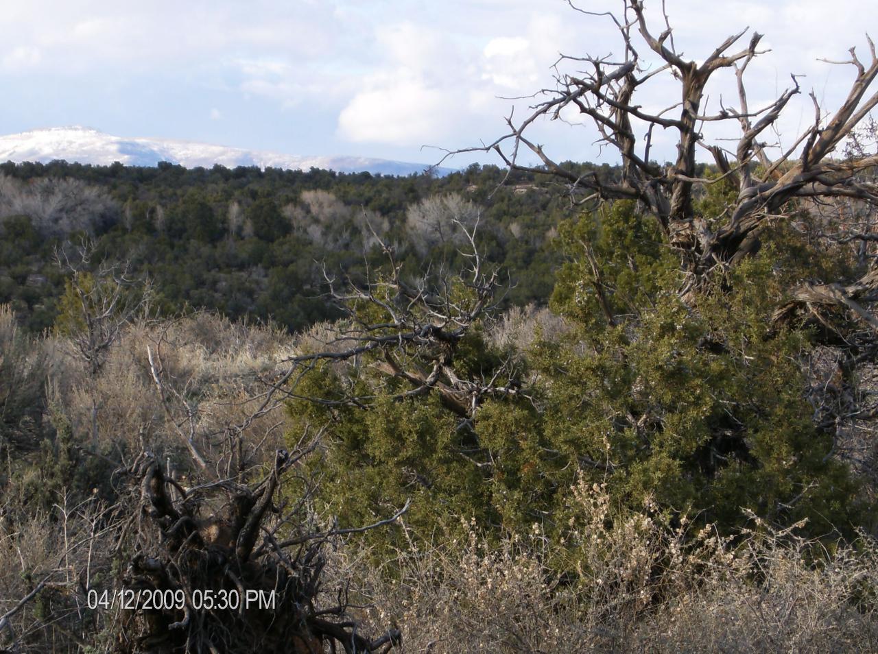 Tbd Tbd Off Of Bb Road Nucla, CO 81424 - Photo 2 of 7 nice terrain