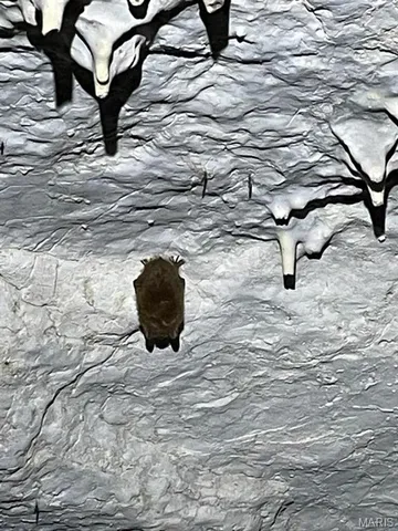 $475,000 | 84-ac Buechele Road, New Florence, MO 63363