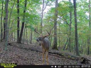 84-ac Buechele Road New Florence, MO 63363 - Photo 3 of 48