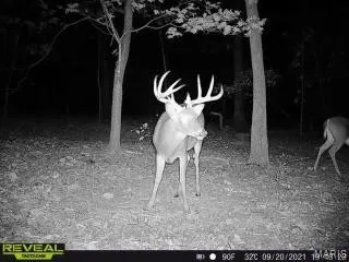 $475,000 | 84-ac Buechele Road, New Florence, MO 63363