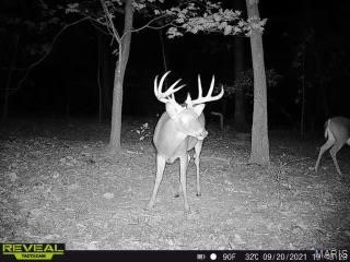 84-ac Buechele Road New Florence, MO 63363 - Photo 31 of 48