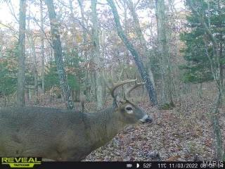 84-ac Buechele Road New Florence, MO 63363 - Photo 41 of 48
