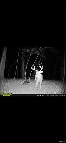 $475,000 | 84-ac Buechele Road, New Florence, MO 63363