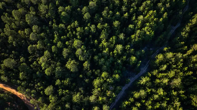 a backyard of a house with large trees