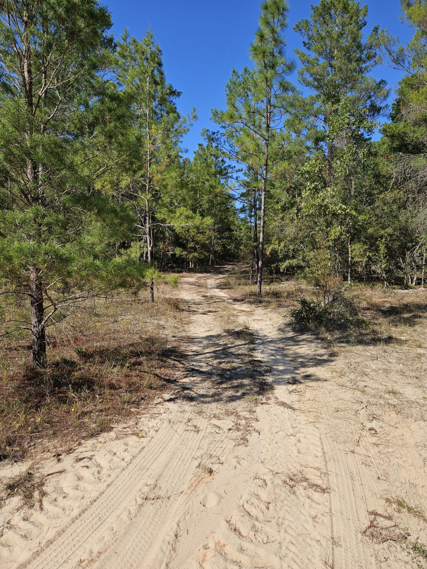 3902 Clearview Drive Crestview, FL 32539 - Photo 7 of 8 a backyard of a house with large trees