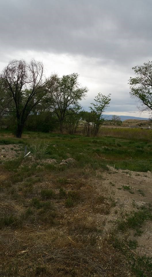 3363 G Road Clifton, CO 81520 - Photo 4 of 6 a view of a field with an trees