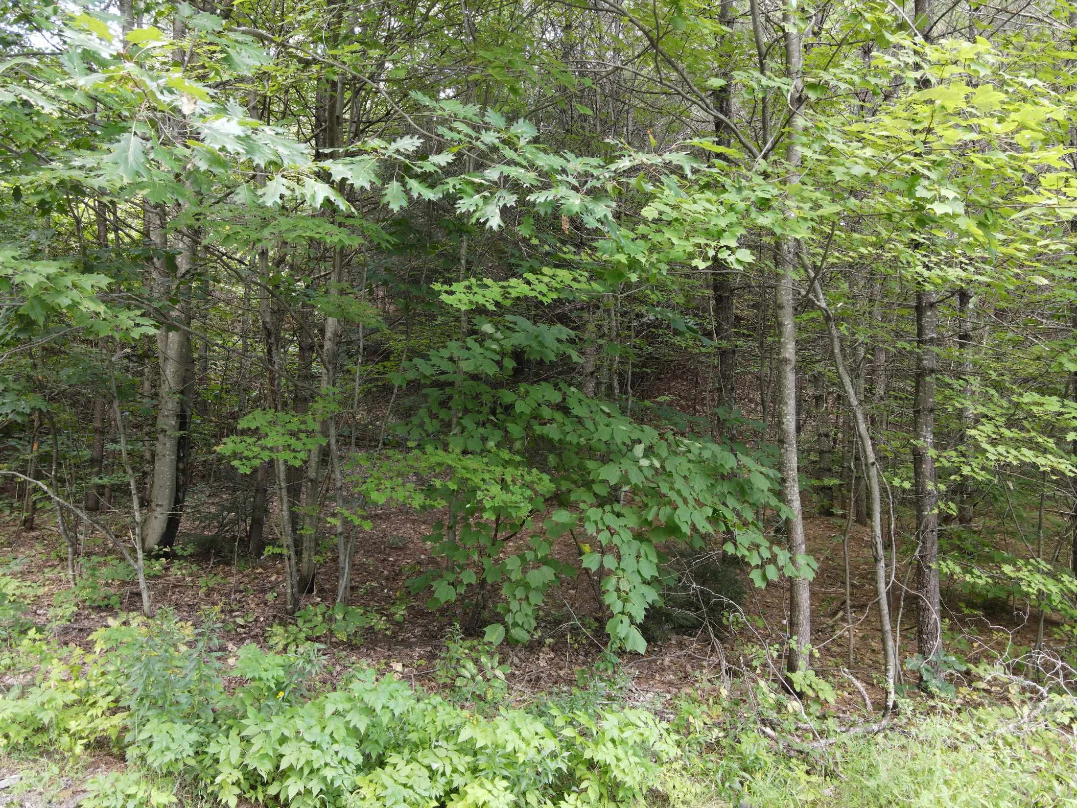 437 River Road Plymouth, NH 03264 - Photo 7 of 8 Gallery Image 7