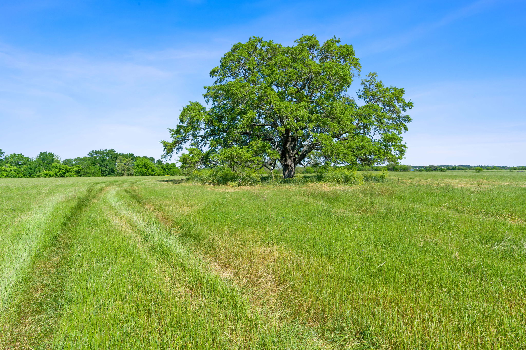 663 Sh 230 Loop Smithville, TX 78957 - Photo 11 of 36 a yard with lots of green space
