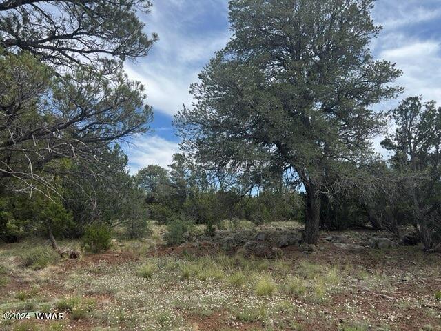 52 Co Road Vernon, AZ 85940 - Photo 8 of 32 TREES