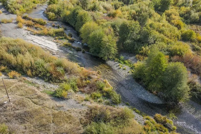 a view of a yard with plants and large trees