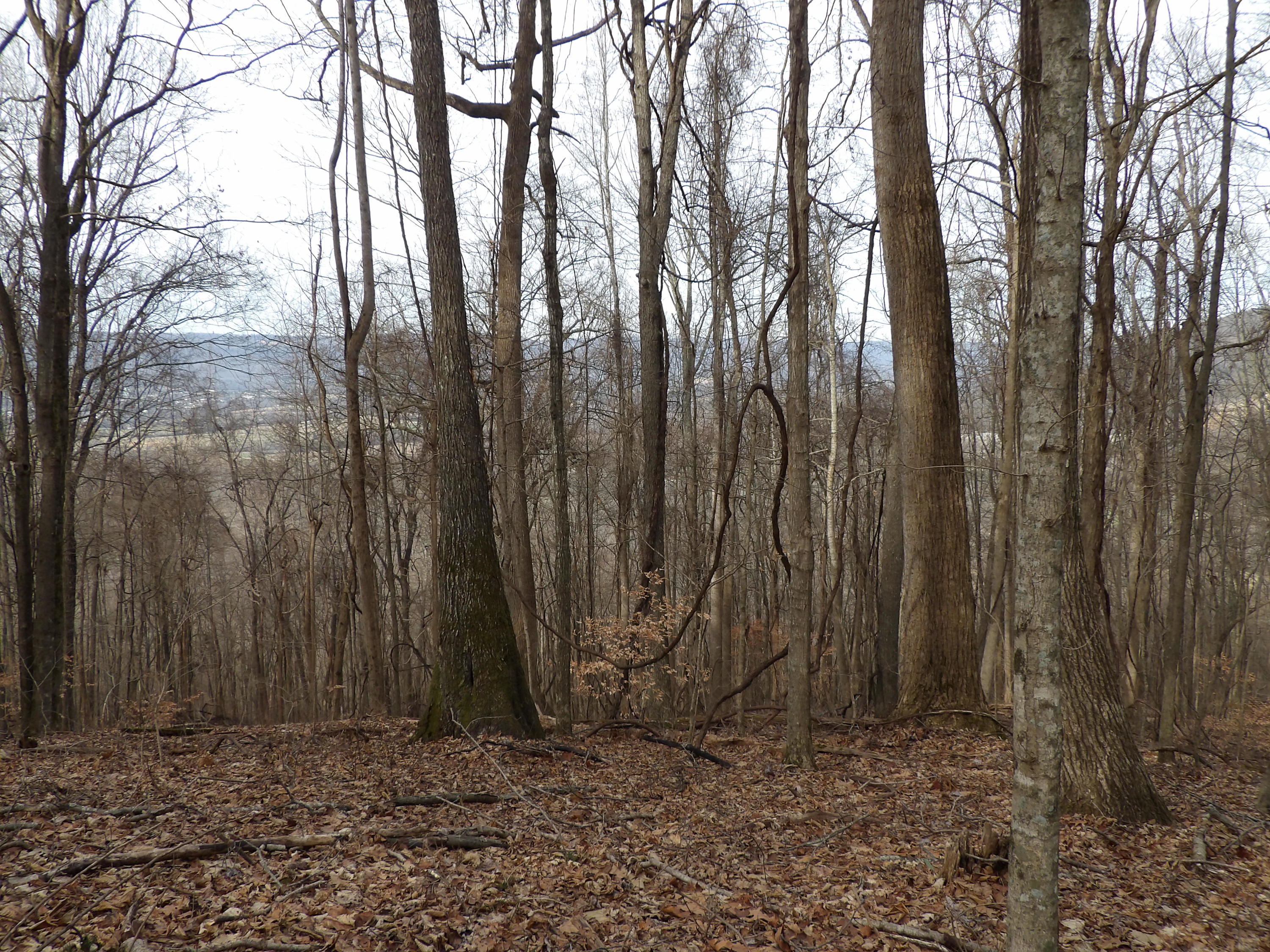 5 Fox Ridge Road, Unit 94 Pikeville, TN 37367 - Photo 4 of 11 100_0531