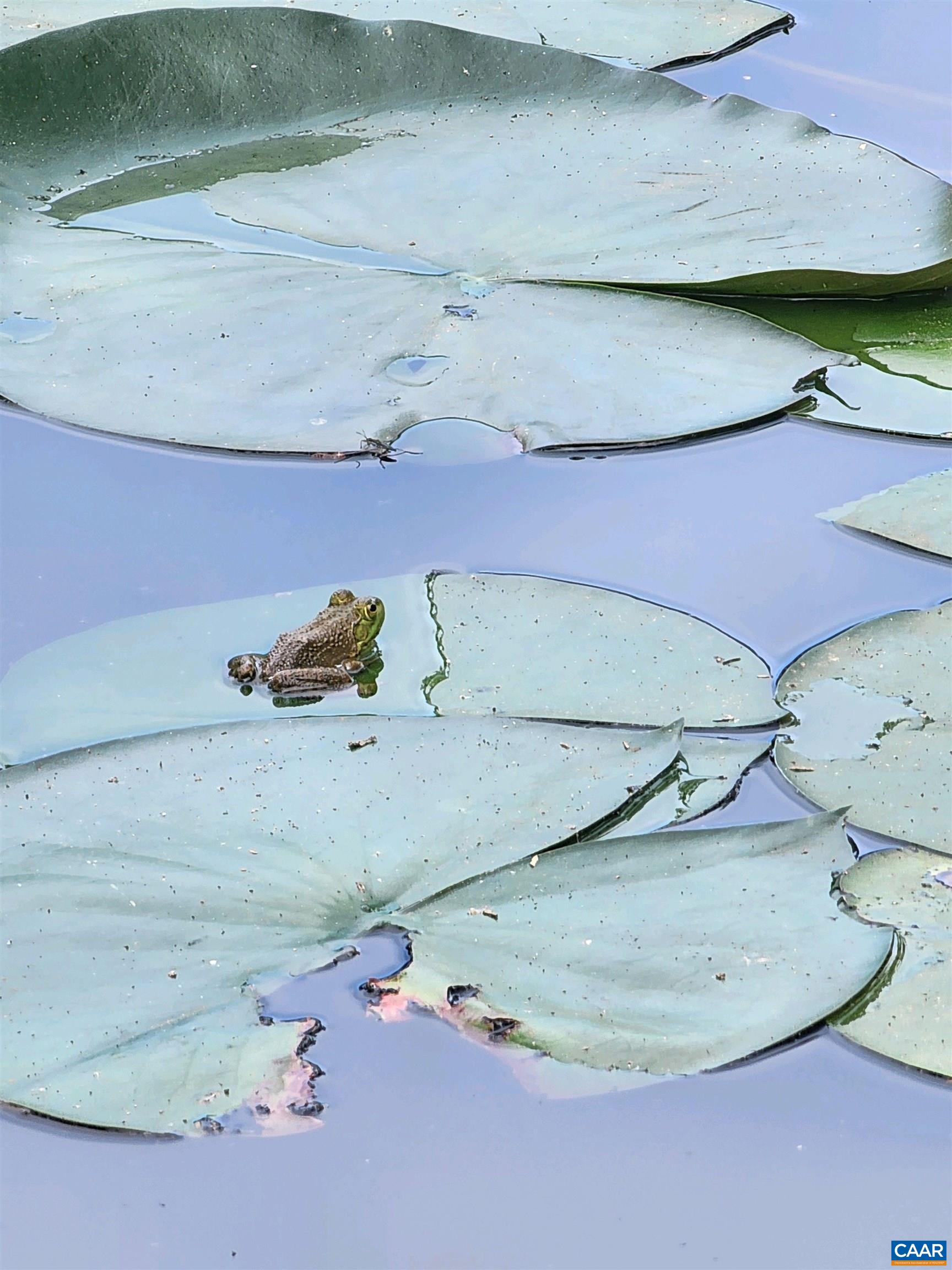 1889 Pond Road Buckingham, VA 23921 - Photo 54 of 57