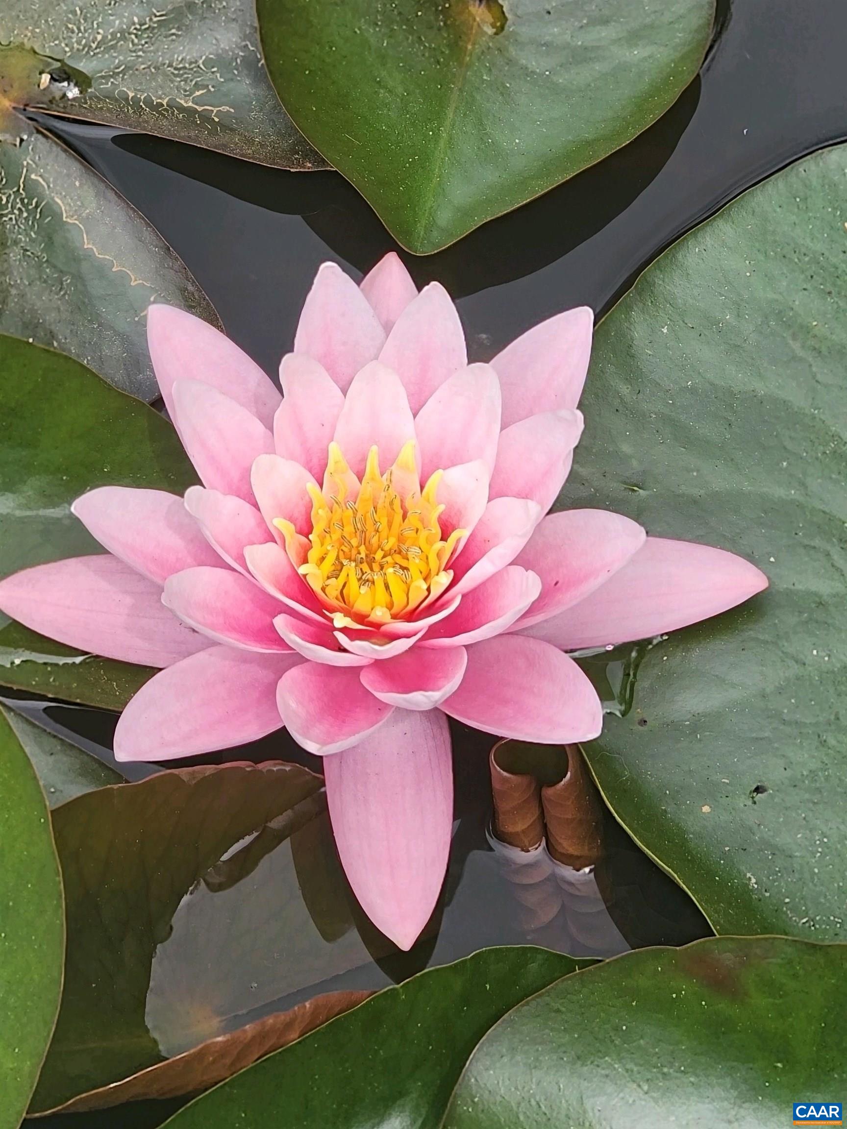 1889 Pond Road Buckingham, VA 23921 - Photo 55 of 57