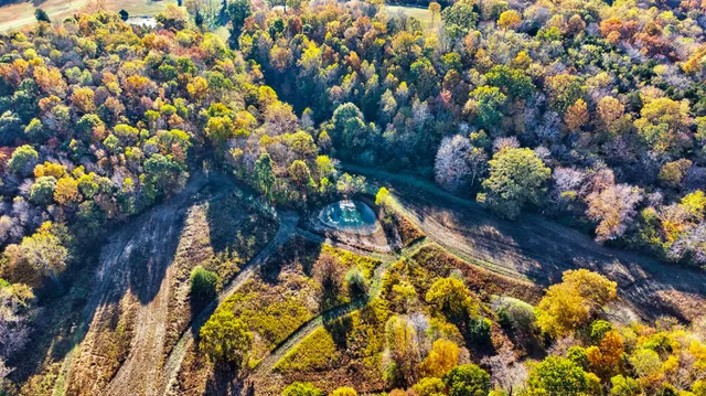 a view of a yard with plants