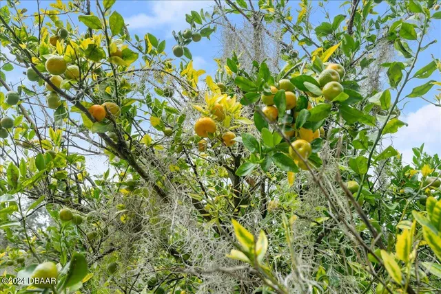 a view of a grassy field with trees in the background