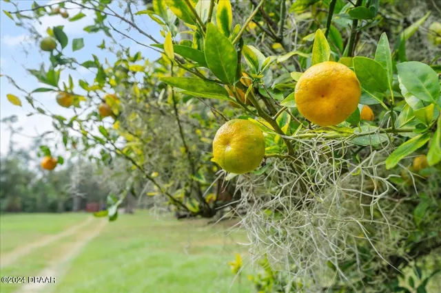 a view of a trees with a yard