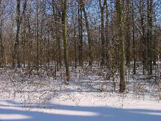0 Douglas, Unit 1 Ida, MI 48140 - Photo 2 of 8