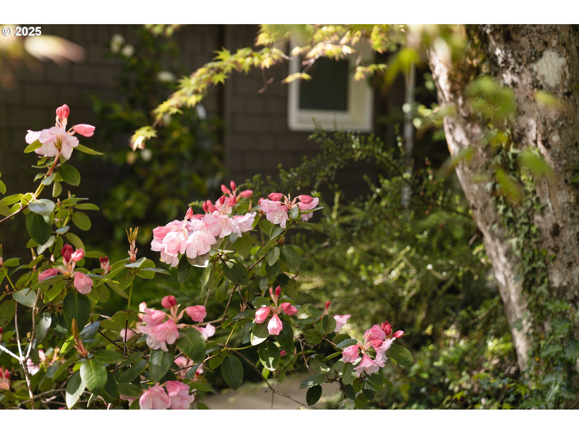 3940 Southwest Council Crest Drive Portland, OR 97239 - Photo 42 of 48 a view of a flower