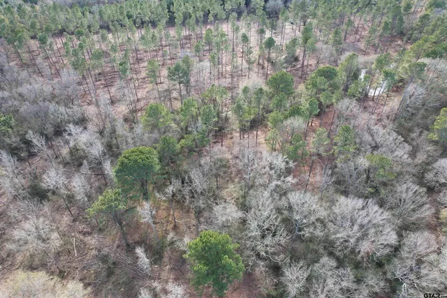 a view of a forest with a house