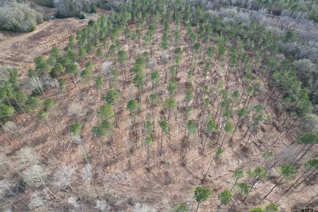 a close up of a plant
